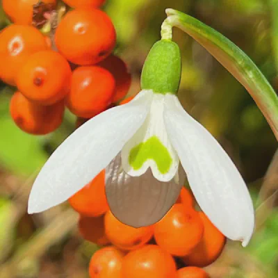 reginae-olgae subspecies reginae-olgae Preview
